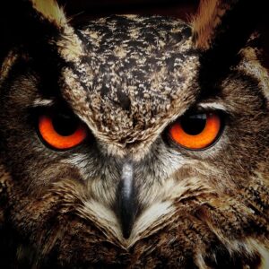 owl, bird, animal-50267.jpg